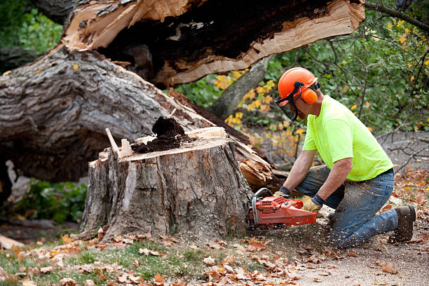 Best Tree Cabling and Bracing  in Mystic Island, NJ